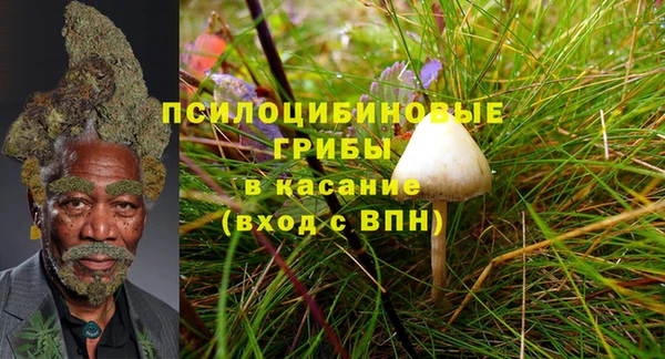 индика Новодвинск