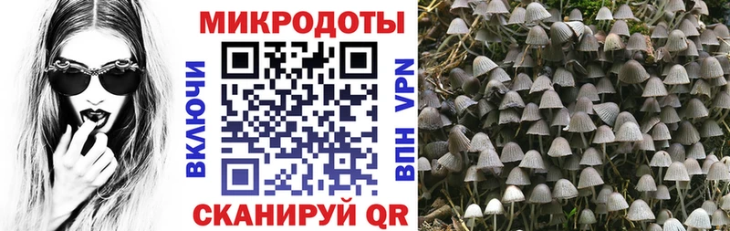 Псилоцибиновые грибы Psilocybine cubensis Красноармейск
